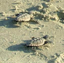 Two turtles wandering in the beach shore