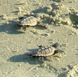 Turtle Watch Program – 2023