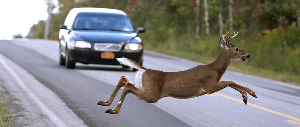 Watch out for deer