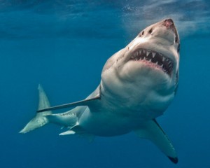 Sharks are gathering off the NC coast.