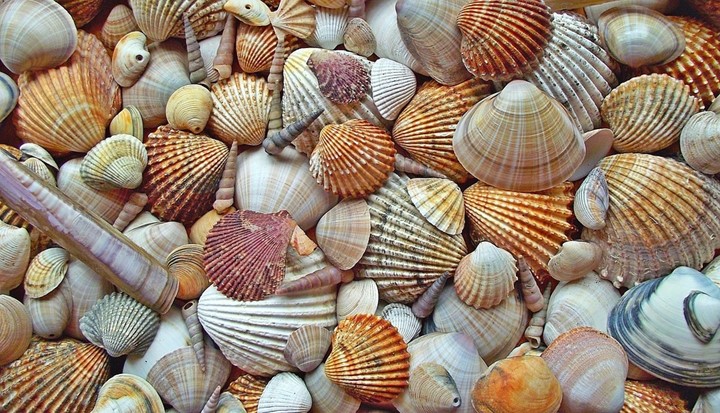 closeup shot of Beige Seashells