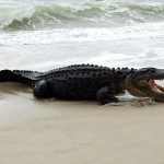 An alligator resting on a sandy beach near the ocean waves.