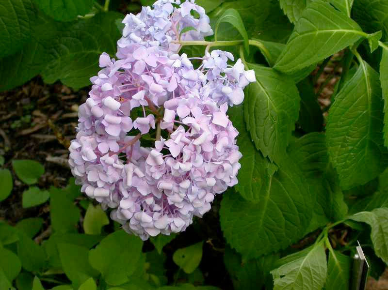 Bigleaf Hydrangea