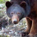 Close-up of a black bear in a natural forest setting.