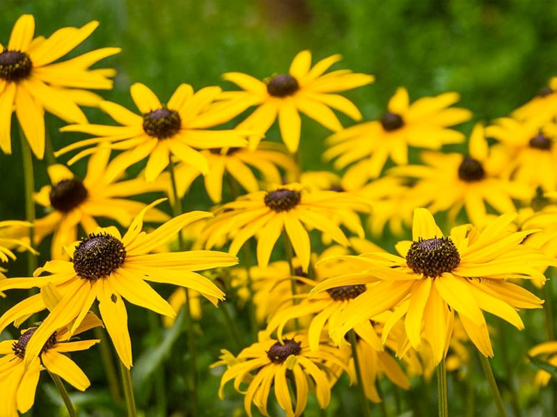 Black-eyed Susan