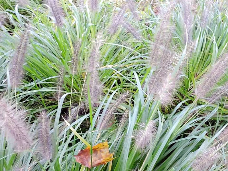 Black Fountain Grass with Dark Purple Black Flowers