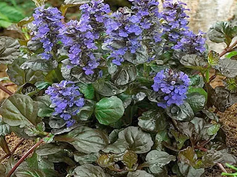 Bugleweed or Ajuga, a type of Herbaceous Flowering Plant