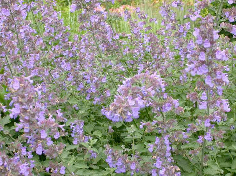 Catmint