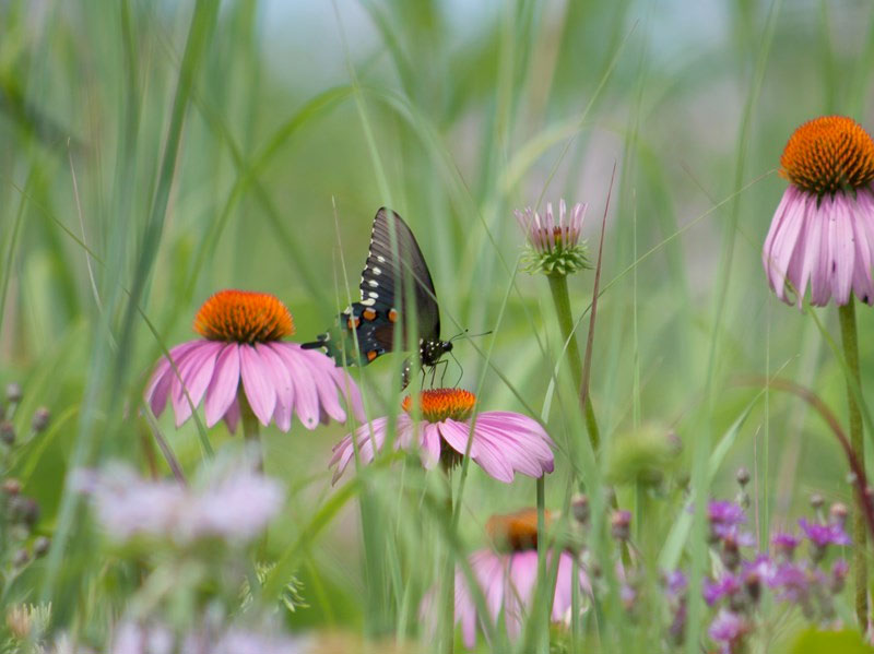 Cone Flower