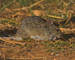 Rats at the Beach