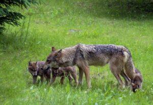 Pets safe as coyote sightings