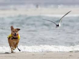 Pets on the Beach Strand