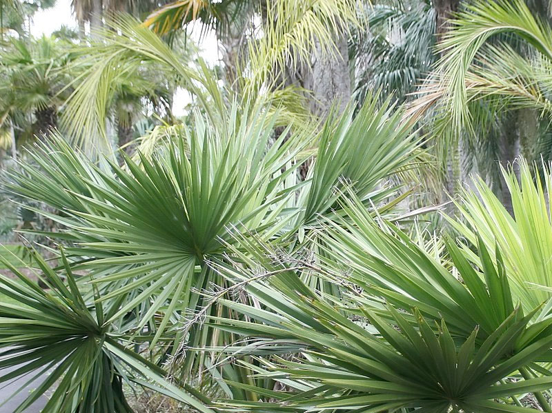 Dwarf Palmetto, a Small Species of Palm, Found Naturally