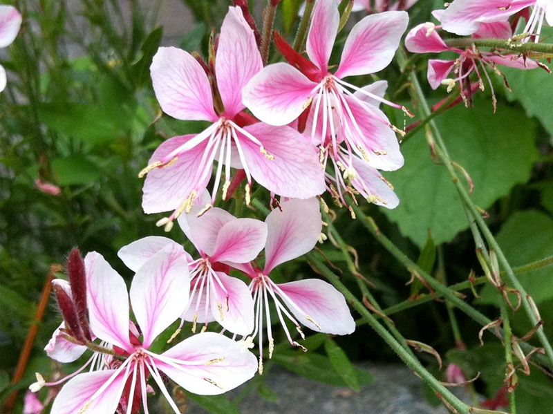 Gaura