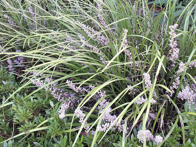 Giant Lilyturf