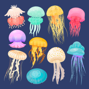 Jellyfish