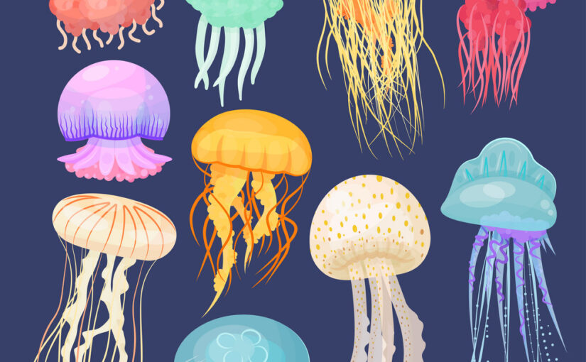 Jellyfish Guide