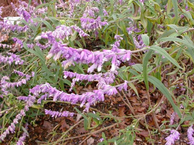 Mexican Bush Sage