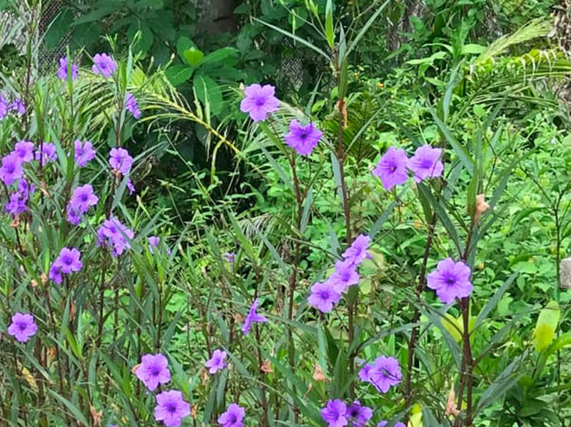 Mexican Petunia, a Flowering Plant in the Family Acanthaceae