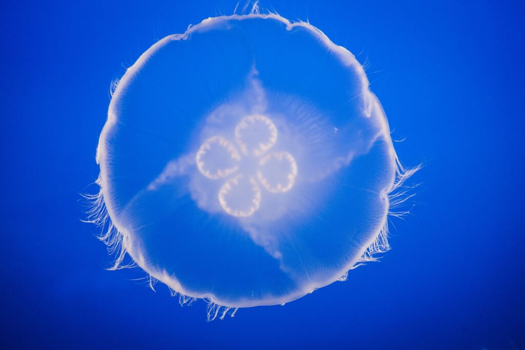 Moon jellies