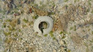Moon Snail - Sand Collar