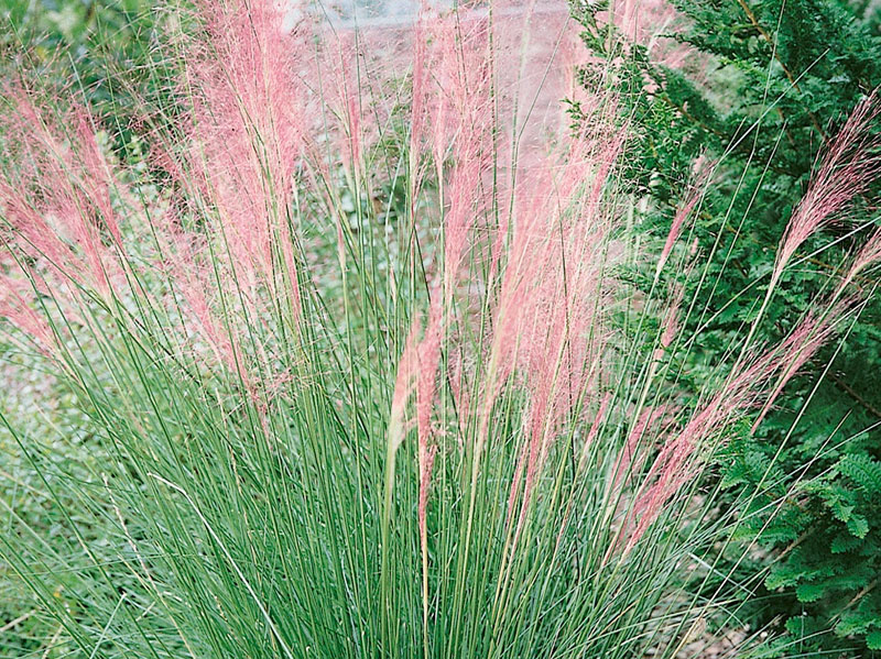 Muhly Grass