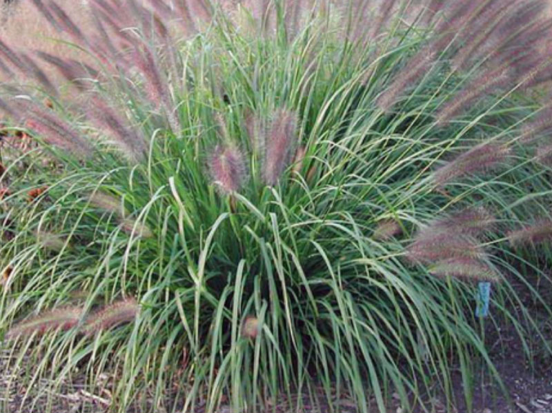 Red Fountain Grass