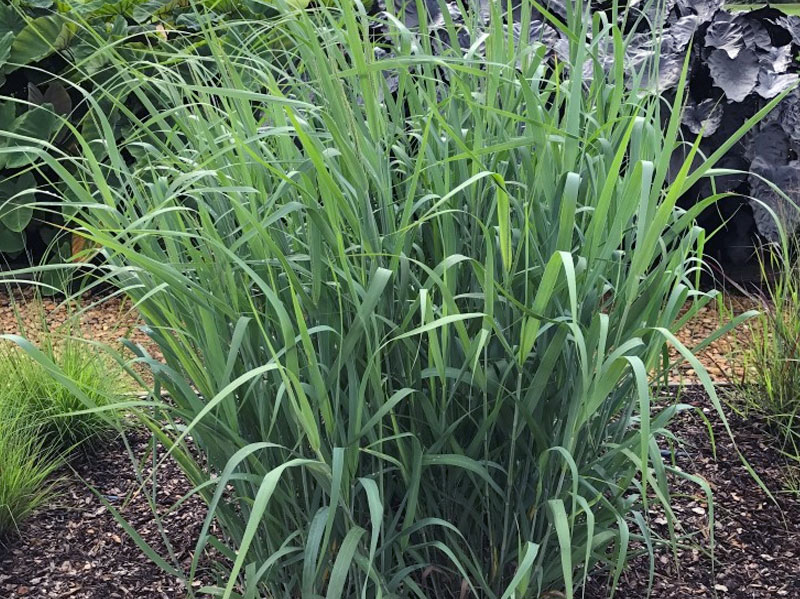 Switch Grass Blue, a Native Ornamental Grass Species