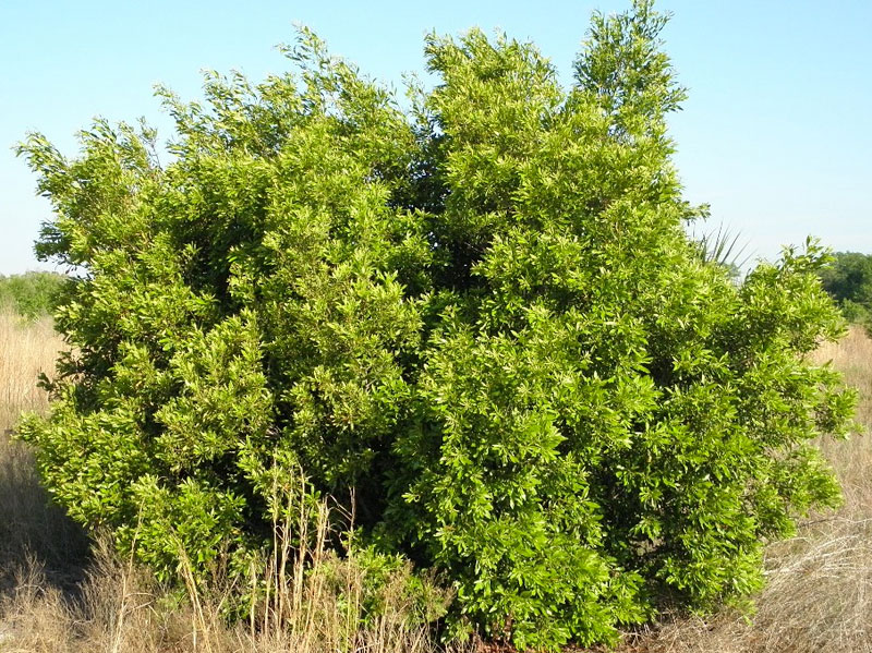 Wax Myrtle