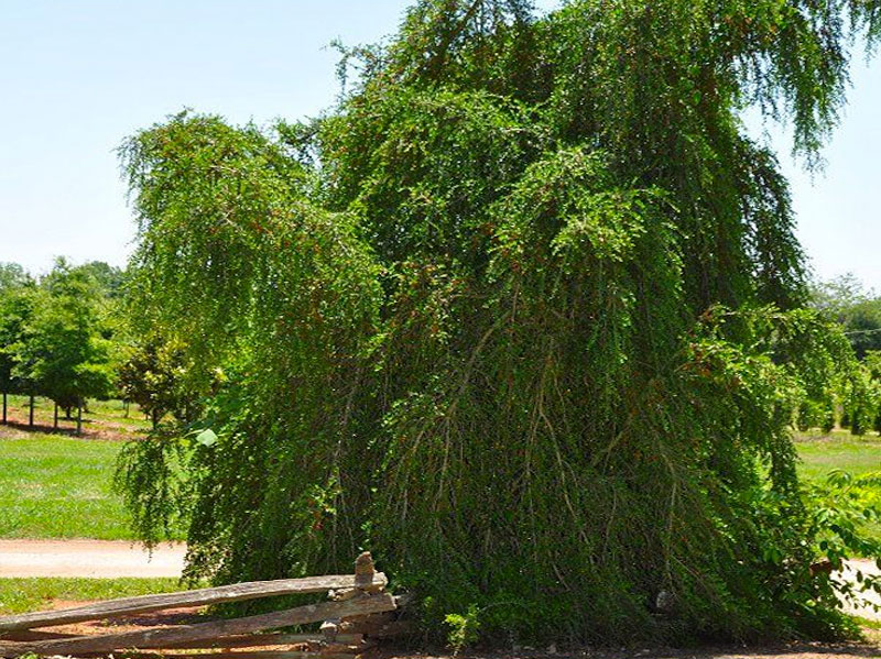 Weeping Yaupon Holly
