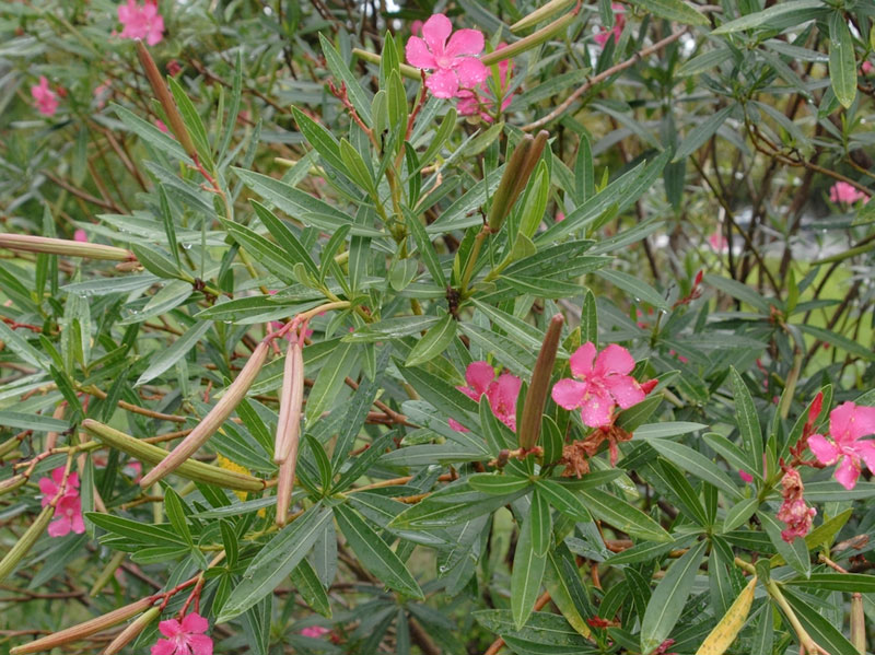 Oleander