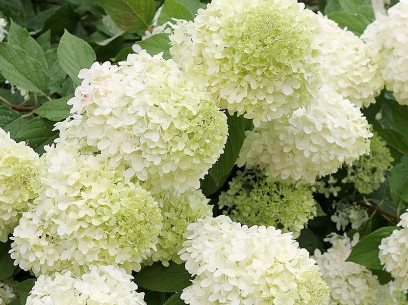 Panicle Hydrangea