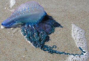 Jellyfish and Portuguese Man