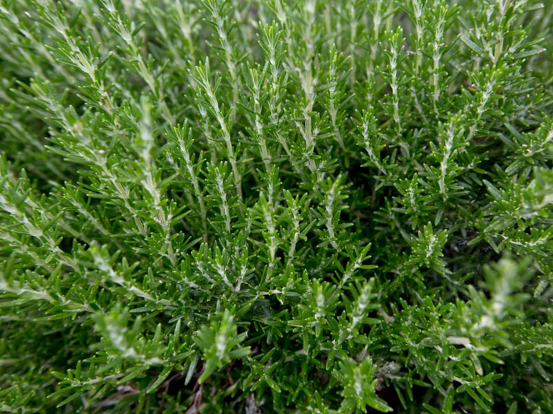 Rosemary, a Woody Perennial Herb with Flowers