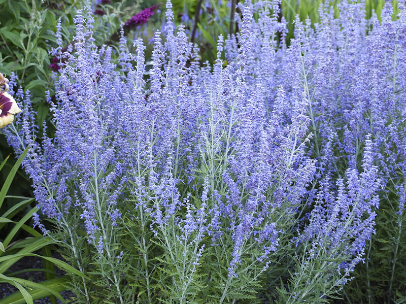 Russian Sage
