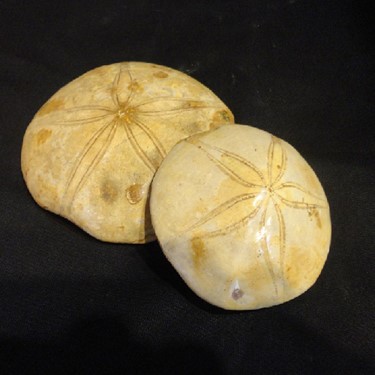 Sand Dollar Sea Biscuit Fossilized, two Pieces