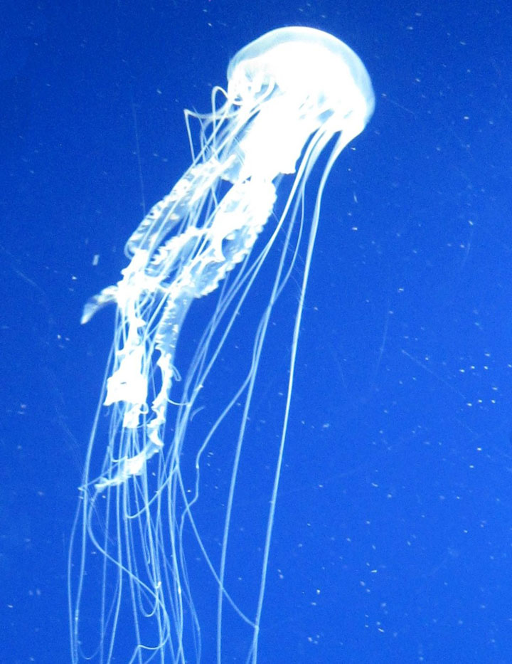 Sea Nettle