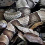 Close-up of a snake with brown and beige bands coiled among dry leaves.
