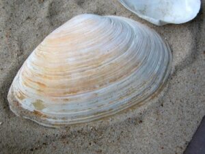 Soft Shelled Clam