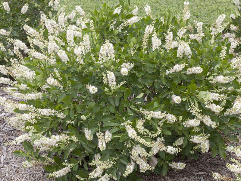 Clethra alnifolia 'Crystalina'