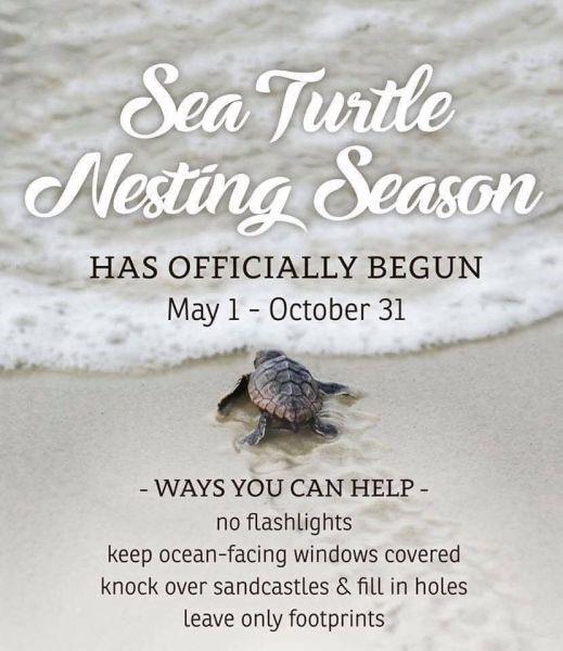 First sea turtle nests of season located on beaches