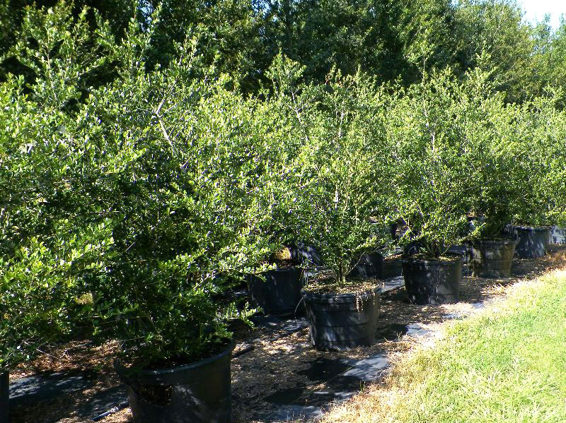 Upright Yaupon Holly, a Evergreen Shrub or Tree with Berries