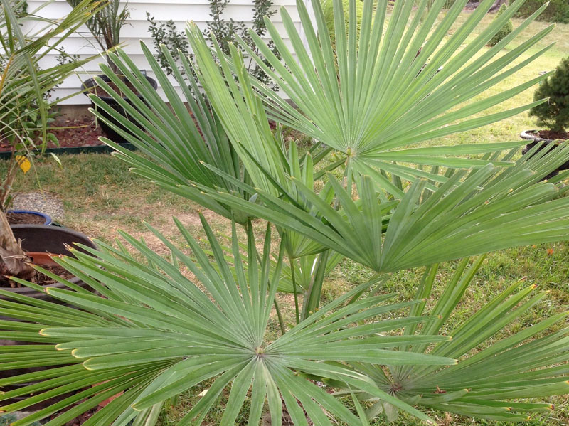 Windmill Palm