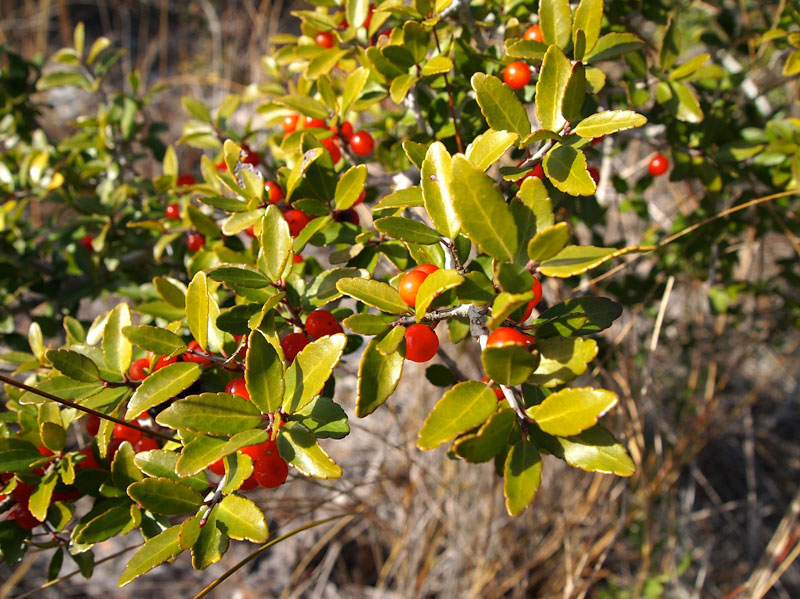 Yaupon Holly, caffeine Producing Indigenous Plant, N America